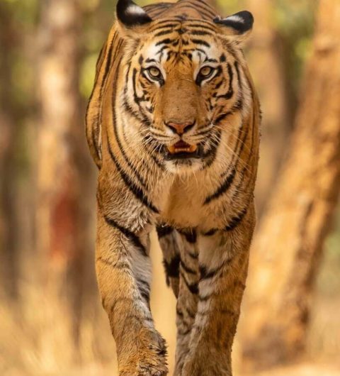 Tiger-walking-1